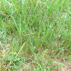 Eleocharis engelmannii