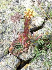 Sempervivum heuffelii