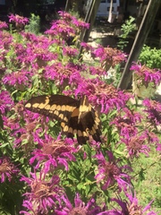 Heraclides cresphontes