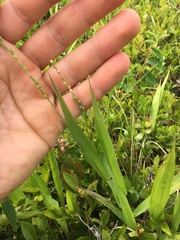 Dichanthelium xanthophysum