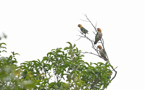 White-bellied Parrot (Pionites leucogaster), photo 6