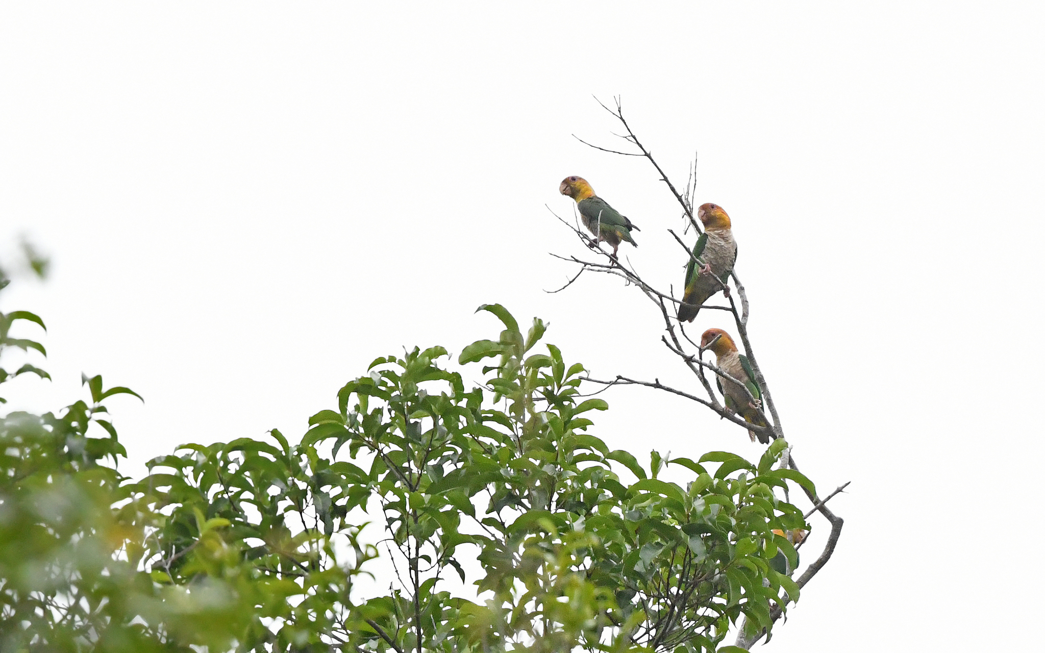 White-bellied Parrot (Pionites leucogaster), photo 2