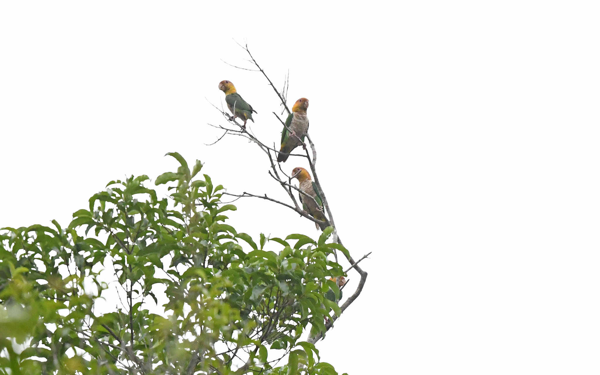 White-bellied Parrot (Pionites leucogaster), photo 7