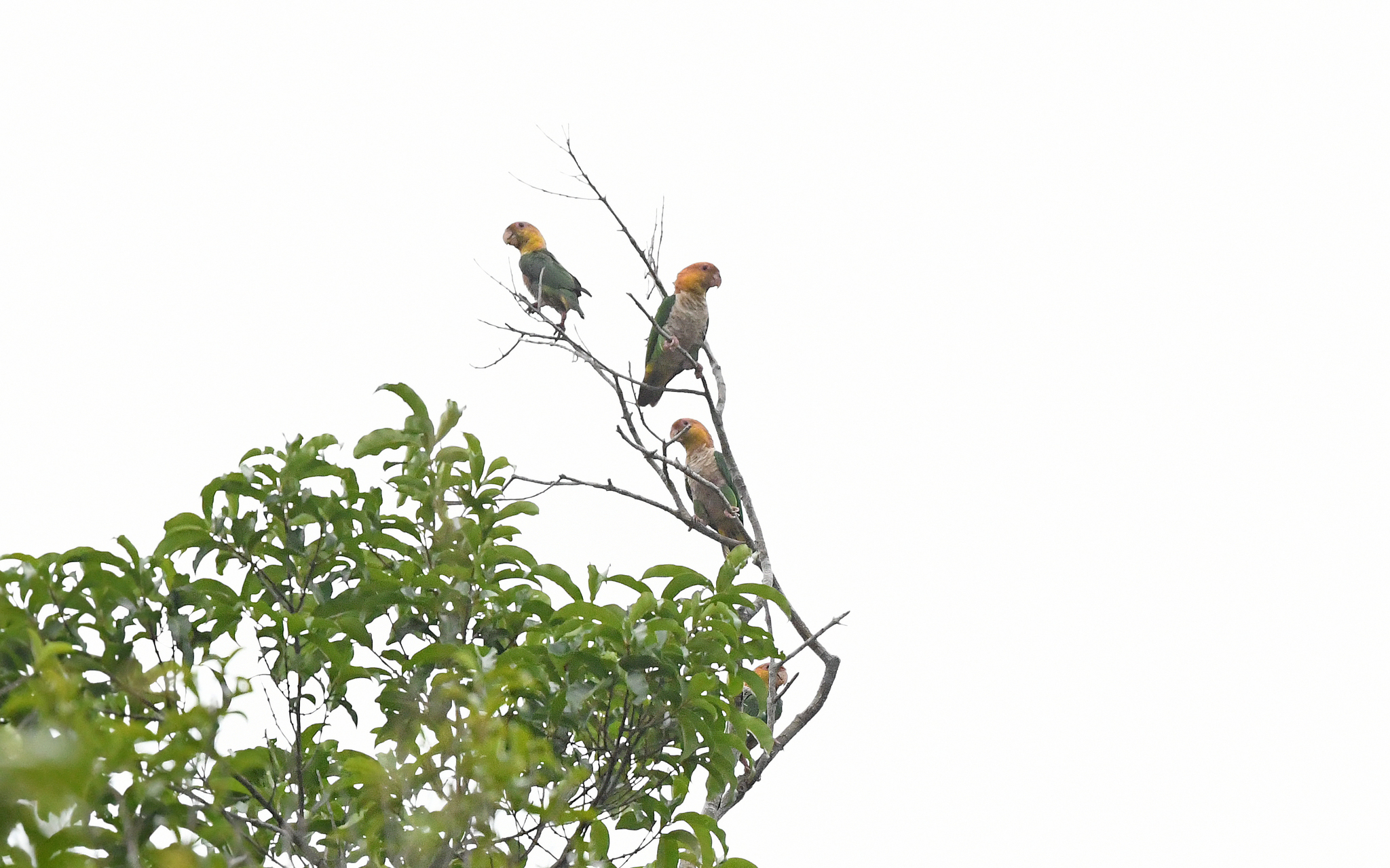 White-bellied Parrot (Pionites leucogaster), photo 8