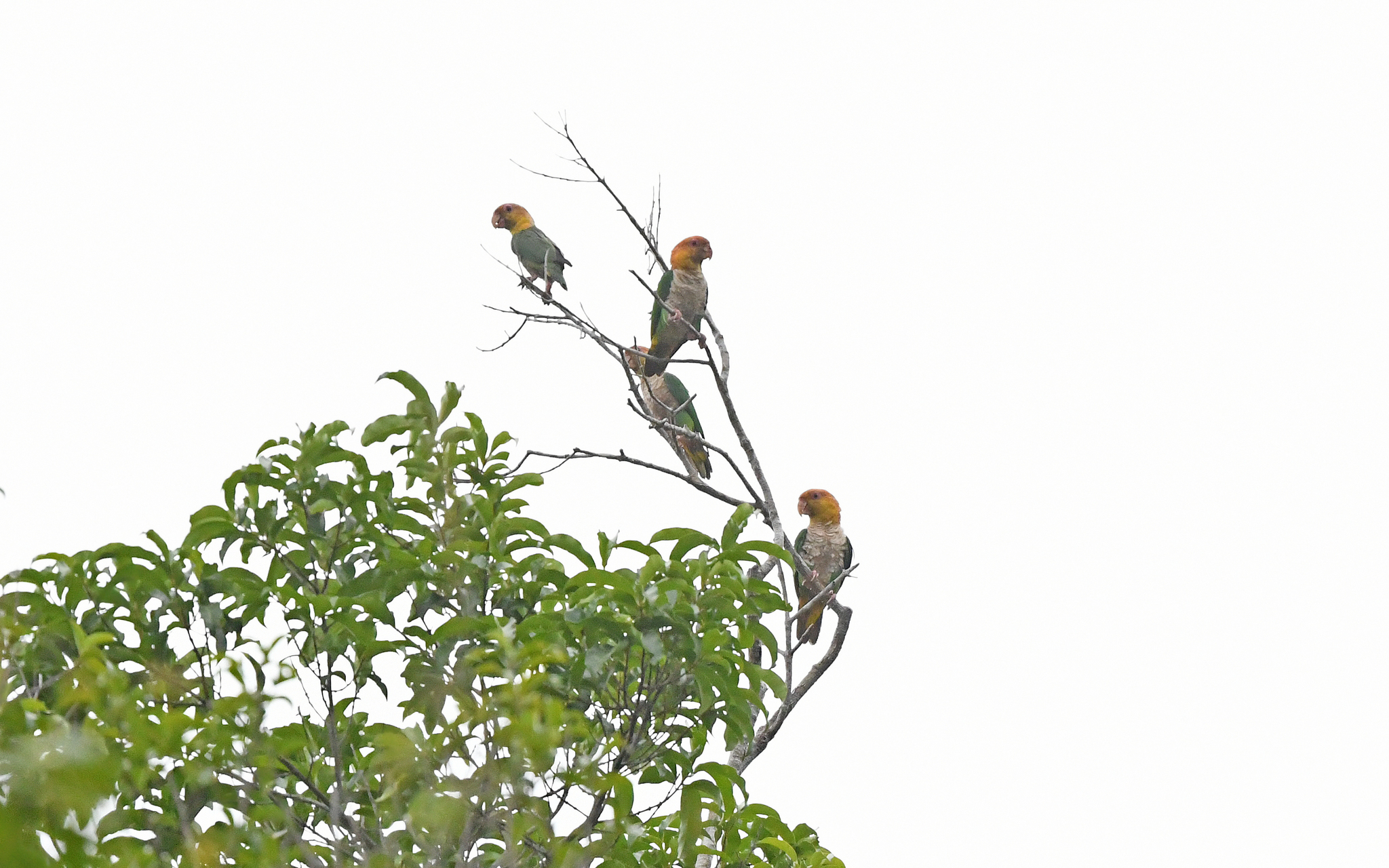 White-bellied Parrot (Pionites leucogaster), photo 9