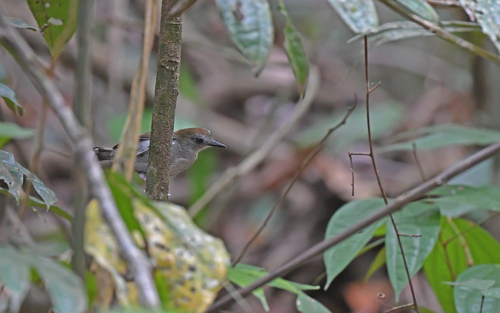 Xingu Scale-backed Antbird (Willisornis vidua), photo 5
