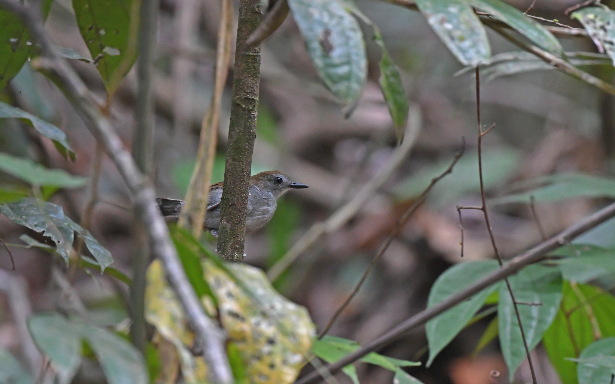 Xingu Scale-backed Antbird (Willisornis vidua), photo 2