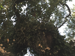 Pleopeltis michauxiana