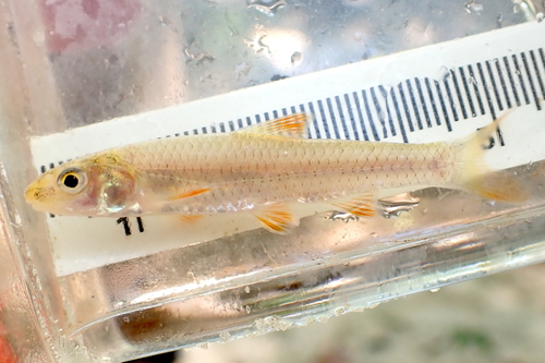 Longnose shiner (Notropis longirostris) — Cyprinidae — 3