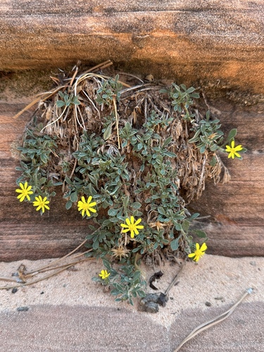 Image of Heterotheca jonesii by (c) Matt Berger, some rights reserved (CC BY)