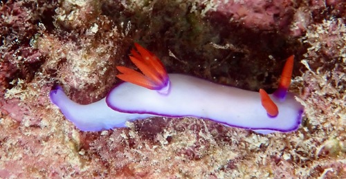Hypselodoris brycei Gosliner & R.F.Johnson, 2018