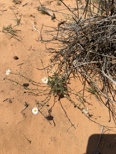 Canaan Mountain Daisy (Erigeron canaani)
