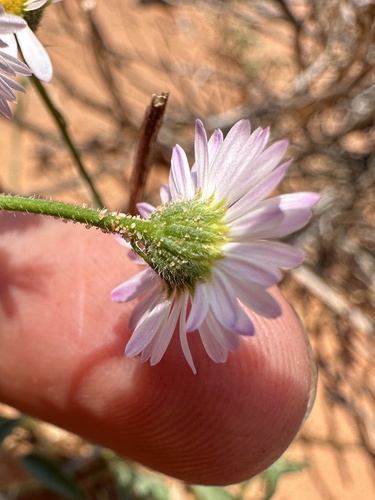 Image of Erigeron canaani by (c) Matt Berger, some rights reserved (CC BY)