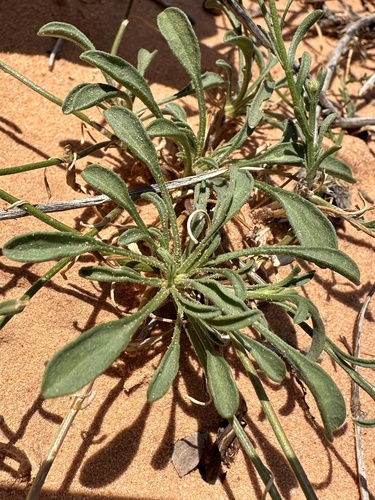 Image of Erigeron canaani by (c) Matt Berger, some rights reserved (CC BY)