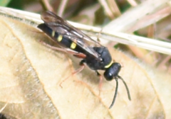 Argogorytes mystaceus