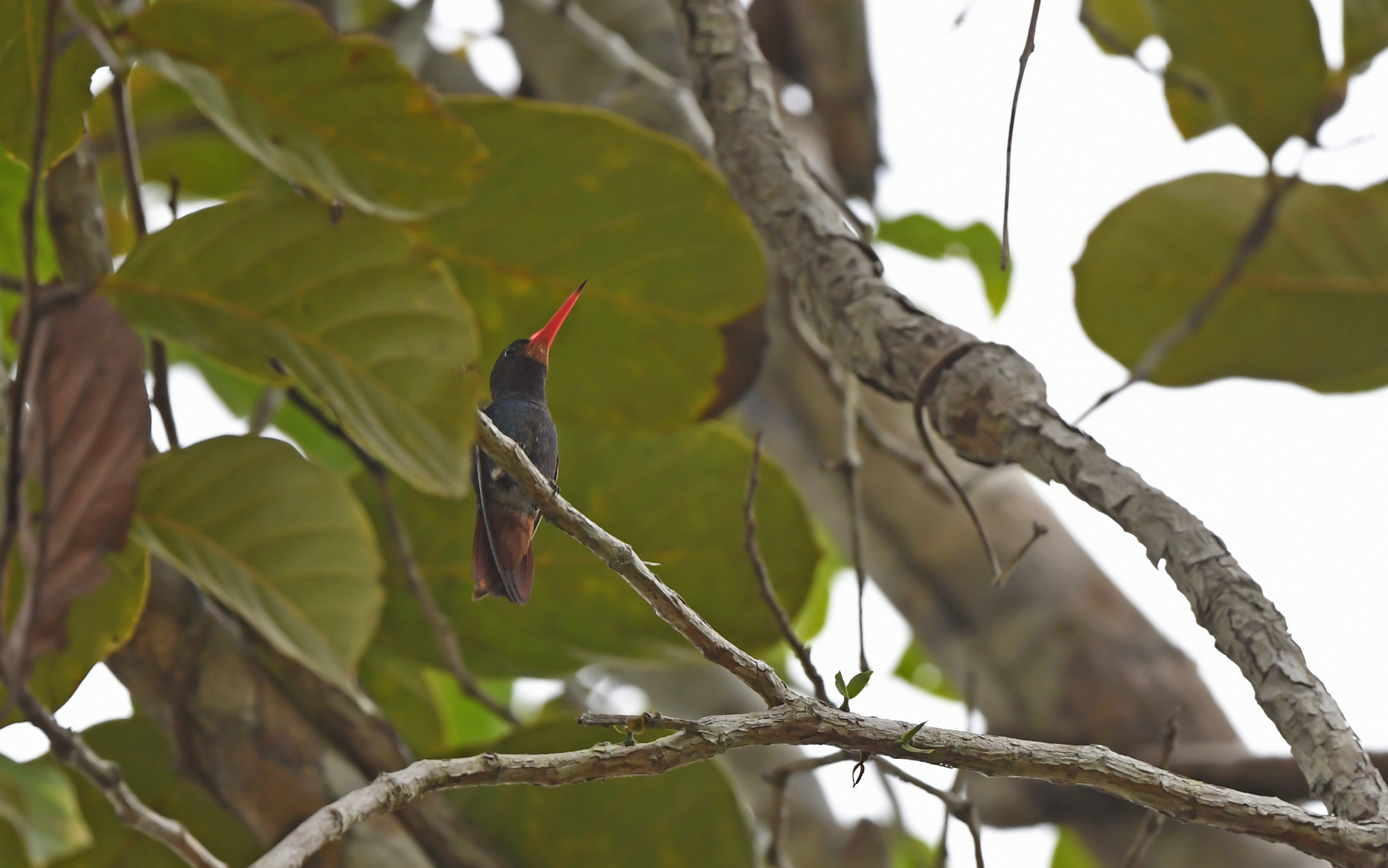 Rufous-throated Sapphire (Hylocharis sapphirina), photo 6