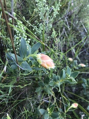 Liparia splendens comantha
