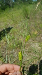 Carex bullata