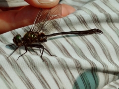 Somatochlora franklini
