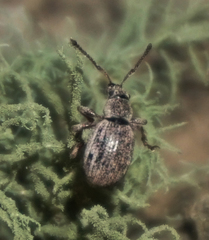 Thricolepis inornata