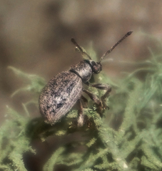 Thricolepis inornata