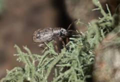 Thricolepis inornata