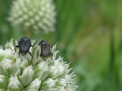 Odontocorynus