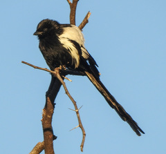 Lanius melanoleucus melanoleucus