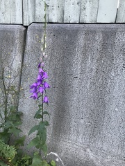 Campanula rapunculoides