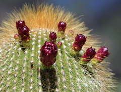 Cephalocereus polylophus