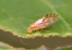 Chilenocaecilius ornatipennis