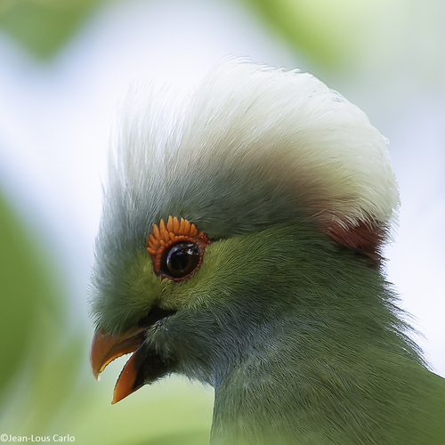 Prince Ruspoli's Turaco