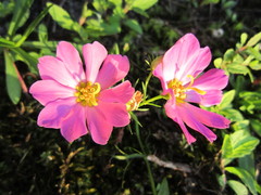 Sabatia kennedyana