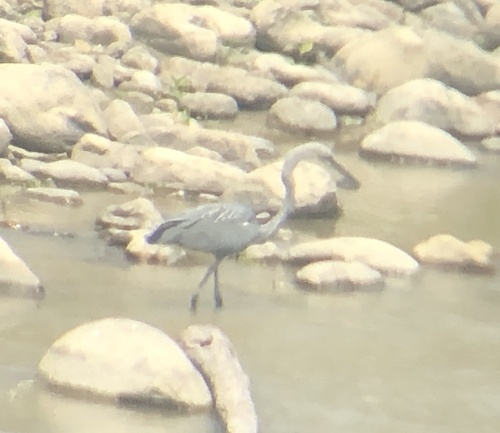 White-bellied Heron (Ardea insignis), photo 4