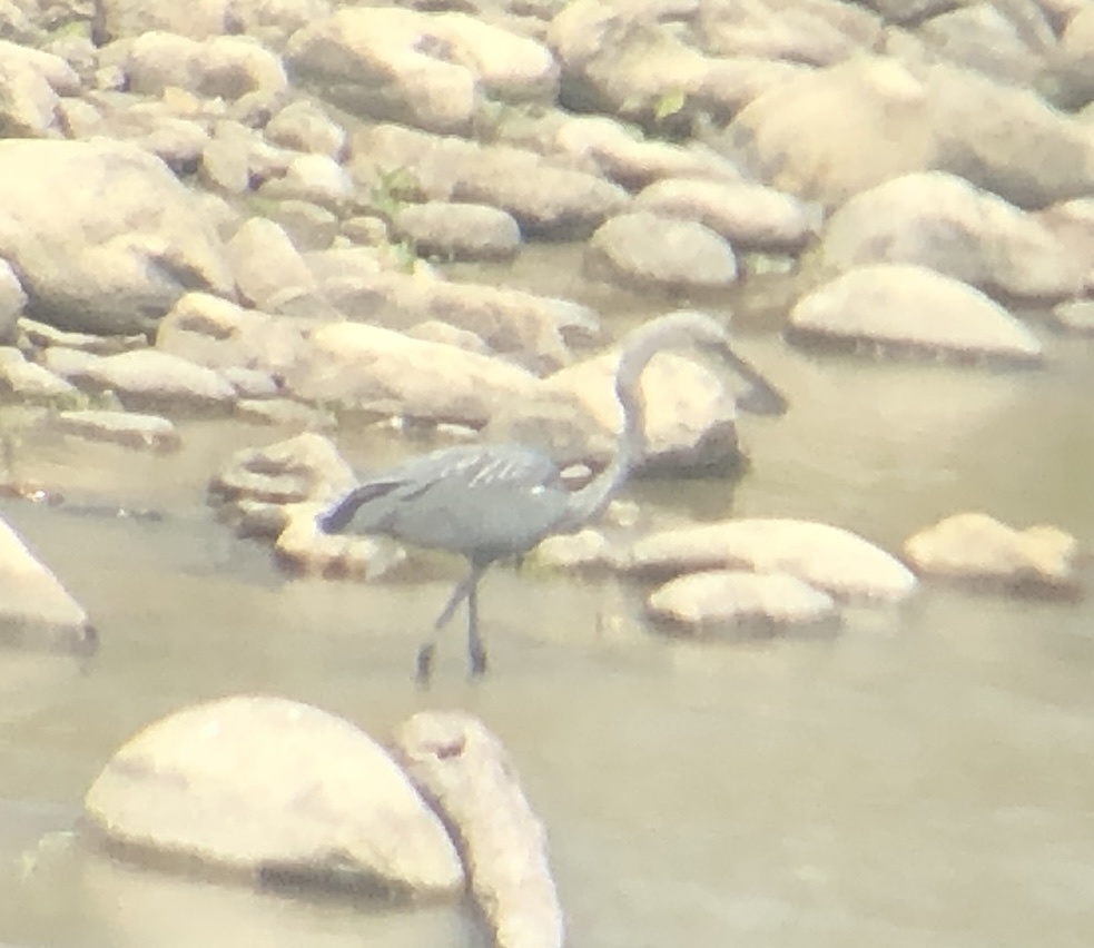 White-bellied Heron (Ardea insignis), photo 3