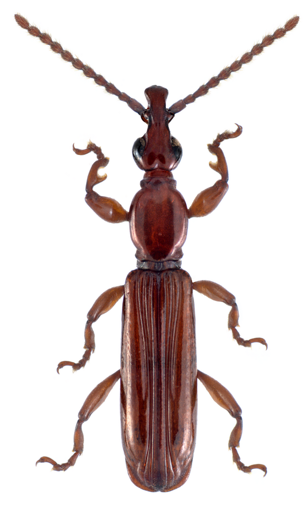 Cerobates sexsulcatus