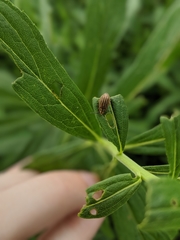 Ophraella sexvittata
