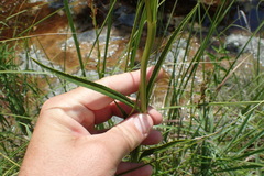 Physostegia angustifolia