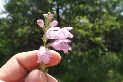 Physostegia angustifolia
