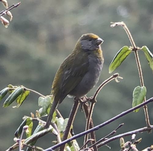 Crimson-browed Finch (Carpodacus subhimachalus), photo 7