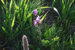 Primula tetrandra