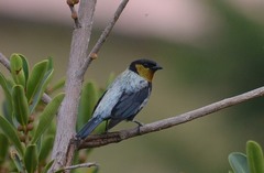 Silver-Backed Tanager photo 2