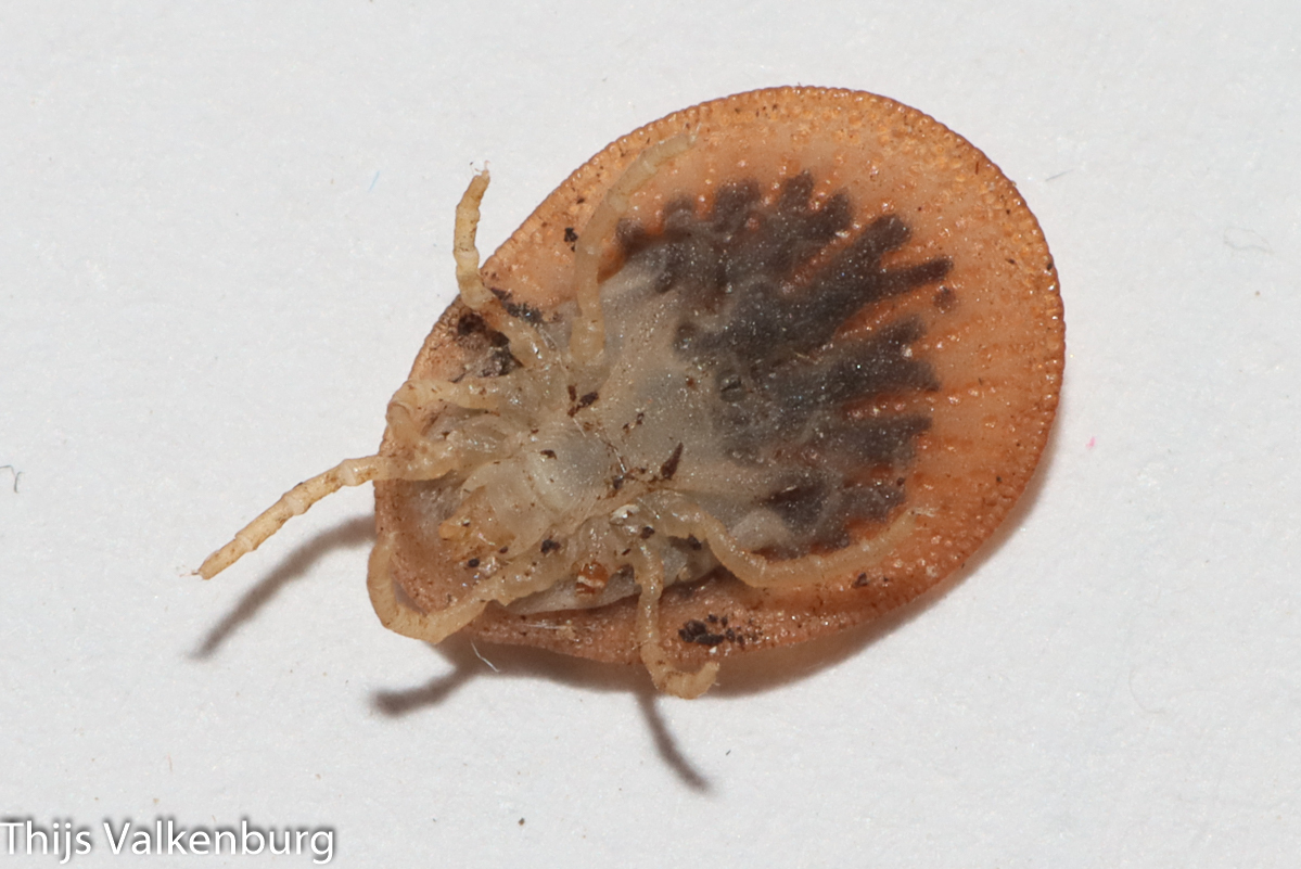 Argas persicus Oken, 1818