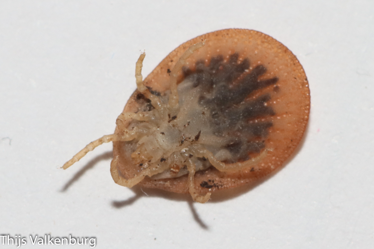 Argas persicus Oken, 1818