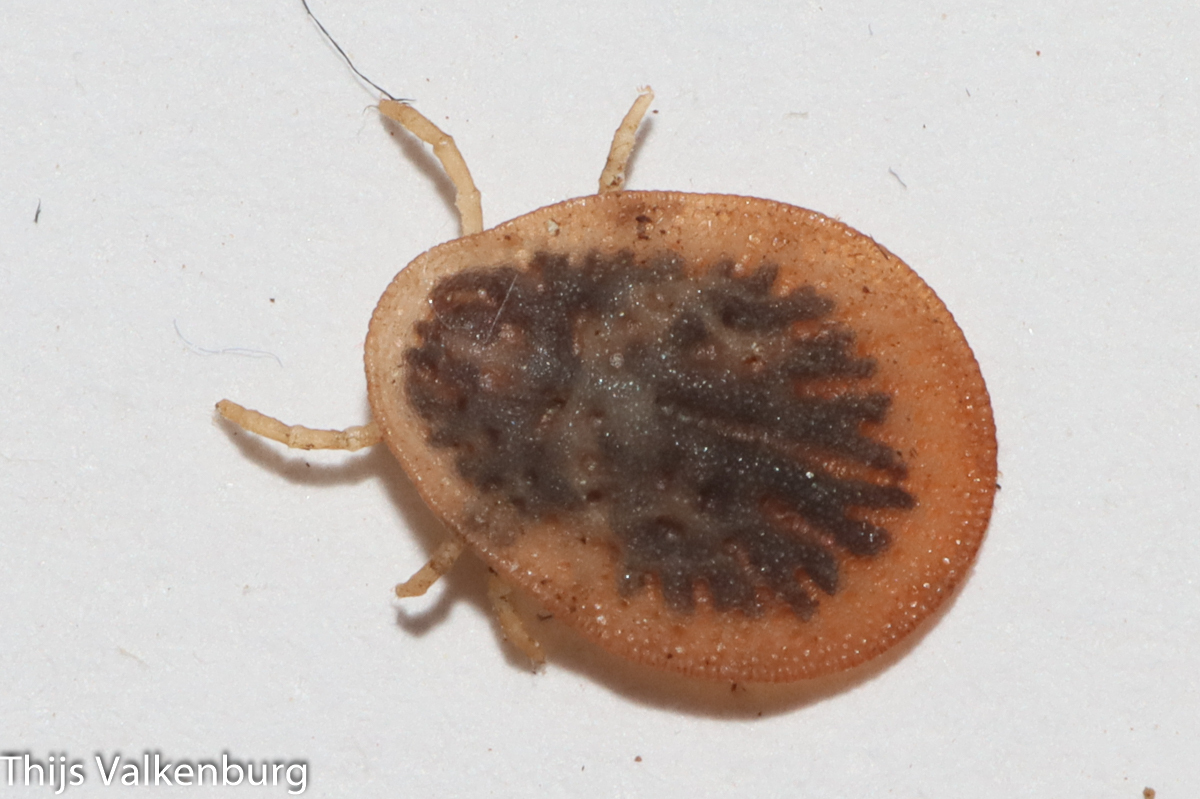 Argas persicus Oken, 1818