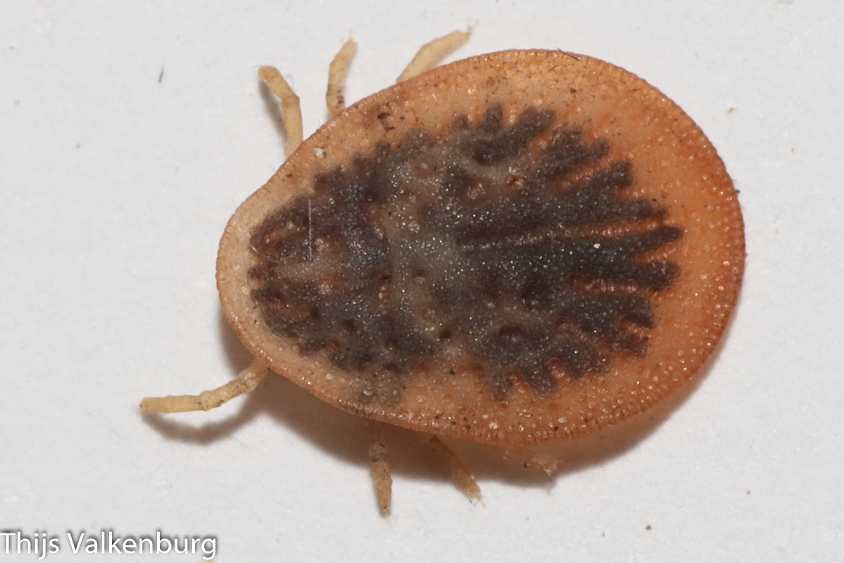 Argas persicus Oken, 1818