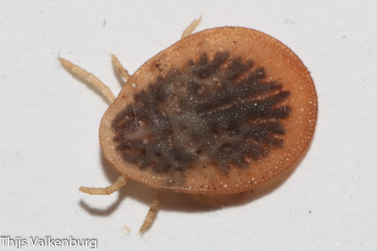 Argas persicus Oken, 1818