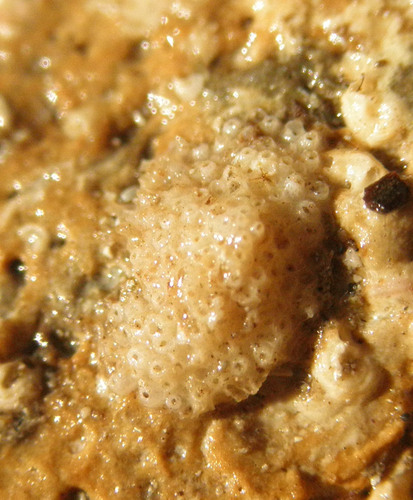 Mahovnjaci (Bryozoa)