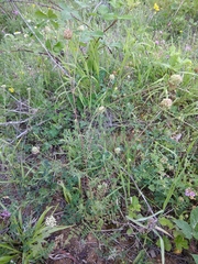 Sanguisorba minor balearica