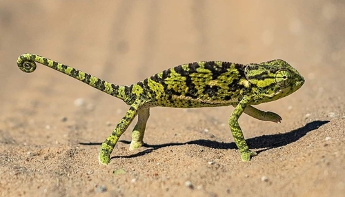 Flap-necked Chameleon